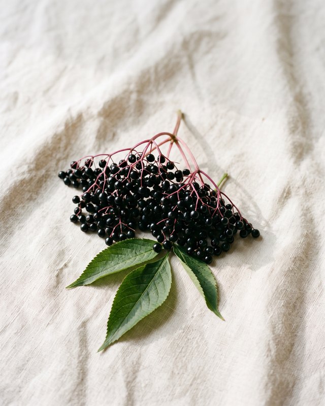 Hyllebær, Sambucus nigra