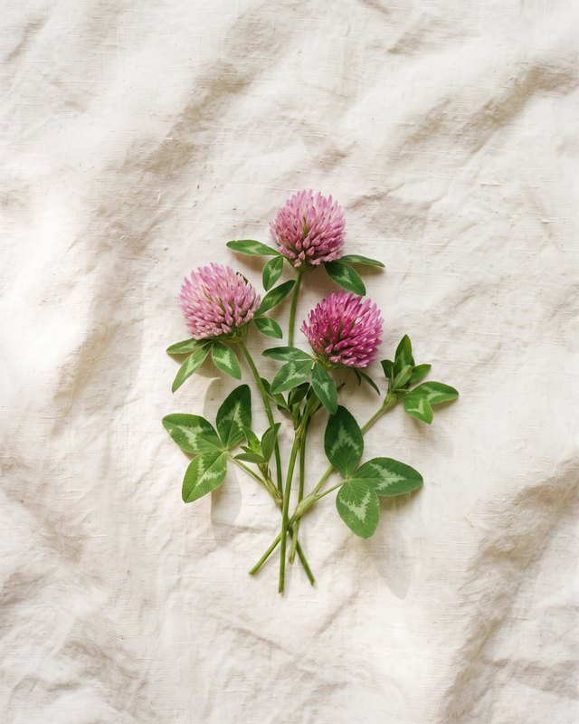 Rødkløver, Trifolium pratense